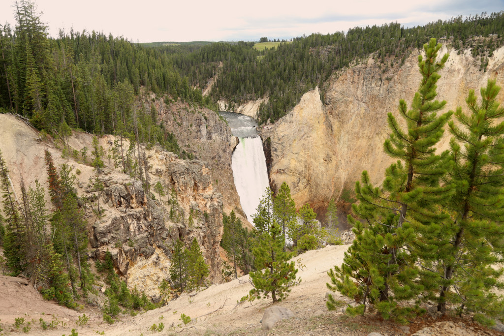 wYellowstone15 (816)a